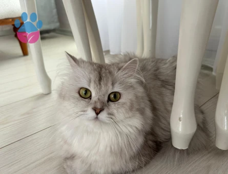 British Longhair 1 Yaşında Eş Arıyor - Görsel 4