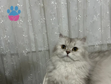 British Longhair 1 Yaşında Eş Arıyor - Görsel 5