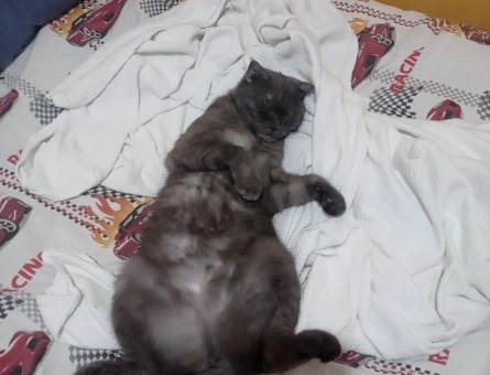 Scottish fold dişi kendime eş arıyorum - 118971838