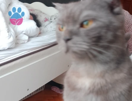 Scottish fold dişi kendime eş arıyorum