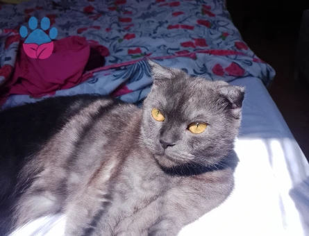 Scottish fold dişi kendime eş arıyorum