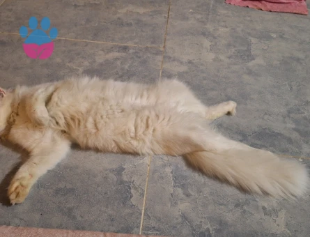 British Longhair Erkek