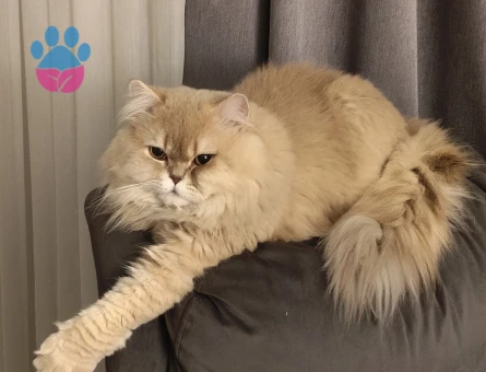 Biricik oğlumuza gelin arıyoruz