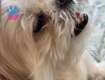 Kısa küt burun yakışıklı oğlumuza eş arıyoruz, ACİL