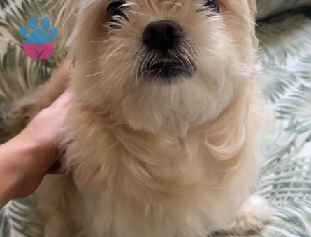 Kısa küt burun yakışıklı oğlumuza eş arıyoruz, ACİL