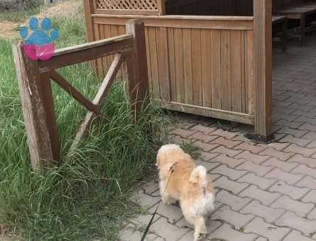 Kısa küt burun yakışıklı oğlumuza eş arıyoruz, ACİL