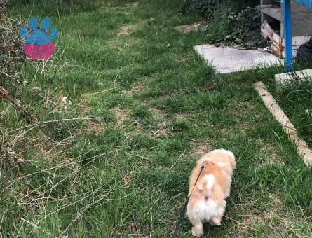 Kısa küt burun yakışıklı oğlumuza eş arıyoruz, ACİL