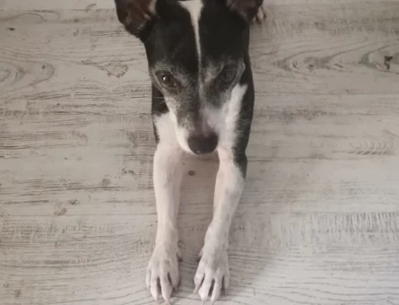 Jack Russell Oğlum için Eş aramaktayım. - 118979876