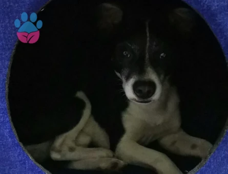 Jack Russell Oğlum için Eş aramaktayım.