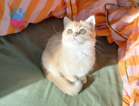 British Shorthair Bella Eş Arıyor - Görsel 2