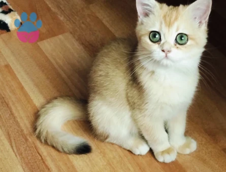 British Shorthair Bella Eş Arıyor - Görsel 3
