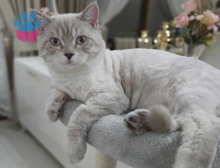 British Shorthair Oğlumuza Eş Arıyoruz