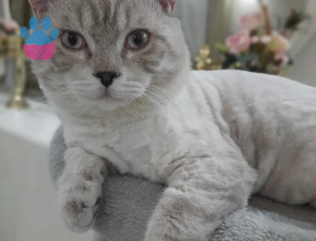 British Shorthair Oğlumuza Eş Arıyoruz