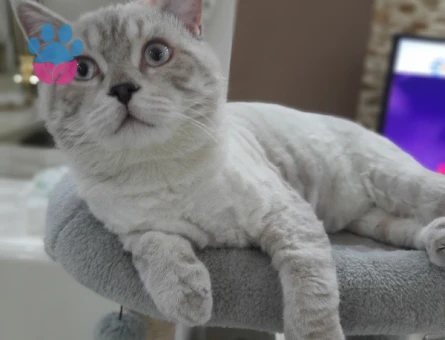 British Shorthair Oğlumuza Eş Arıyoruz