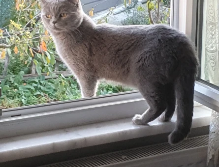 British Shorthair 4 Yaşında Eş Aranıyor - 118972373