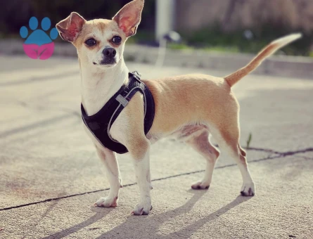 2,5 Yaşında Chihuahua