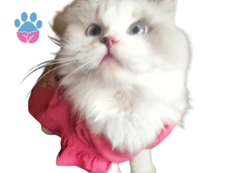 İran Kedisi 1 Yaşında Eş Arıyoruz