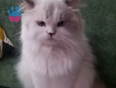 İran Kedisi 1 Yaşında Eş Arıyoruz