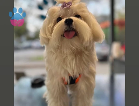 Oğlumuza prenses arıyoruz