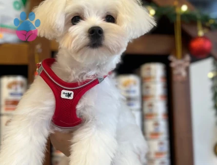 Oğlumuza prenses arıyoruz