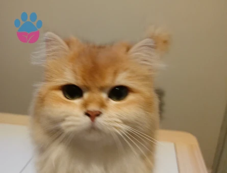 Dişi kedimize eş arıyoruz kendi cinsi önceliktir