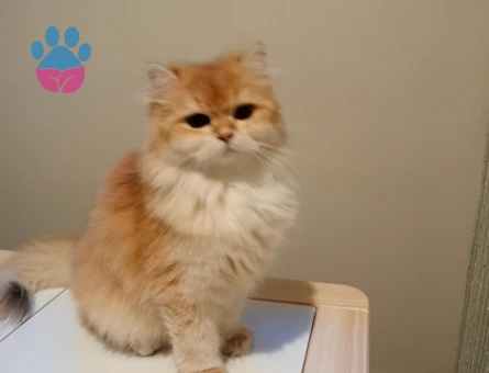 Dişi kedimize eş arıyoruz kendi cinsi önceliktir