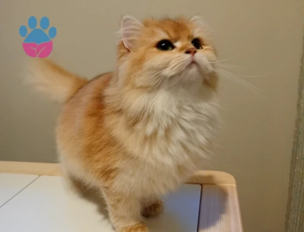 Dişi kedimize eş arıyoruz kendi cinsi önceliktir