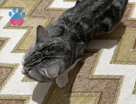 Tekir prenses Kedime Eş Arıyorum