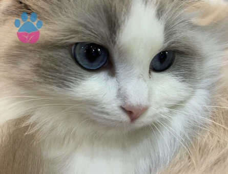 Bicolor dişi ragdoll kedime eş arıyırum