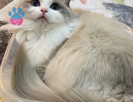 Bicolor dişi ragdoll kedime eş arıyırum