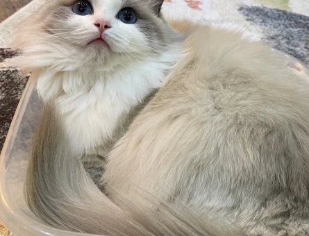Bicolor dişi ragdoll kedime eş arıyırum - 118980358