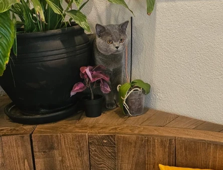 British Shorthair Erkek 1,5 Yaşında Eş arıyoruz - 118980360