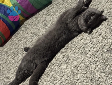British Shorthair Erkek 1,5 Yaşında Eş arıyoruz
