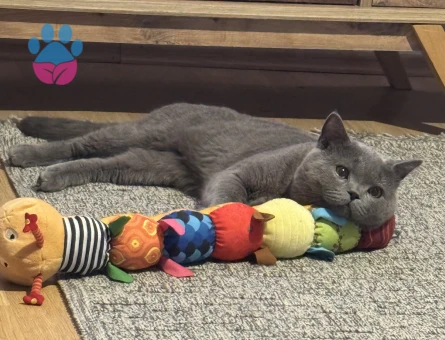 British Shorthair Erkek 1,5 Yaşında Eş arıyoruz