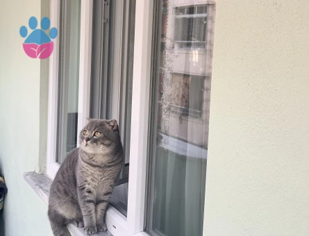 Scottish Fold Erkek kedim İçin Eş arıyoruz
