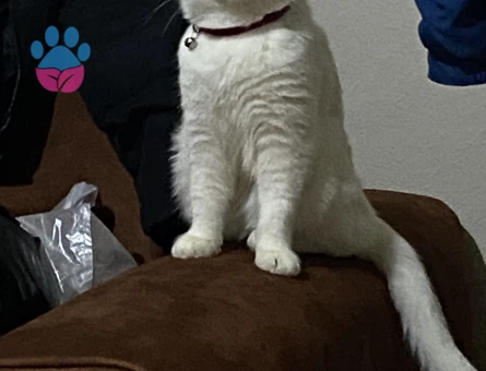 British 1,5 Yaşında Eş Arıyorum