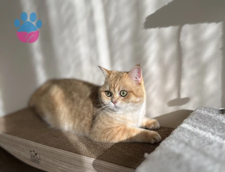 British Shorthair Oğluma Eş Arıyorum