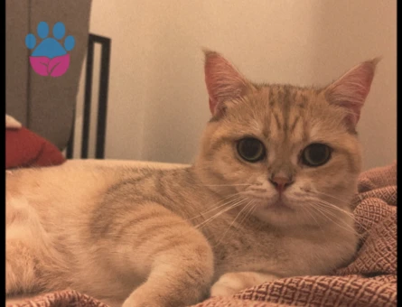British Shorthair Oğluma Eş Arıyorum