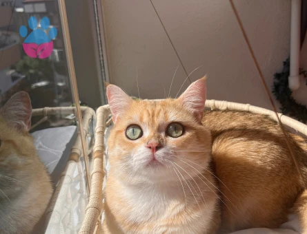British Shorthair Oğluma Eş Arıyorum