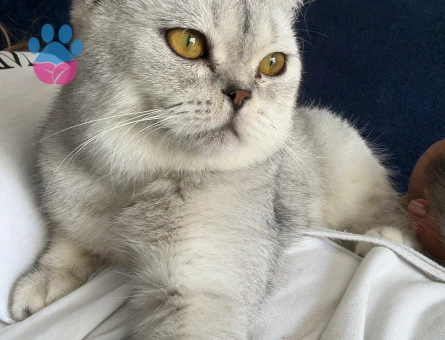 British Shorthair 1 Yaşında Eş Arıyor