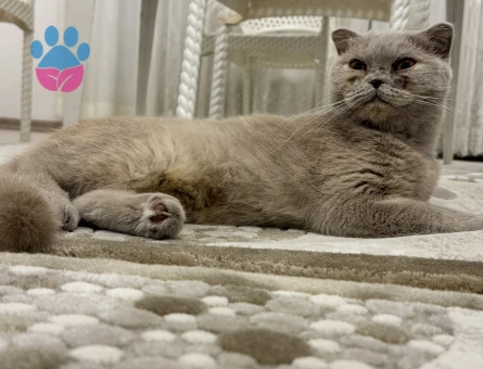 1 Yaşında Dişi Scottish Fold