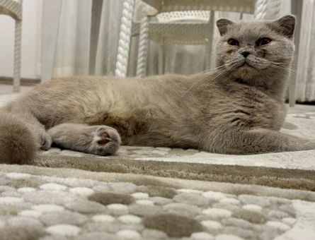 1 Yaşında Dişi Scottish Fold - 118980819