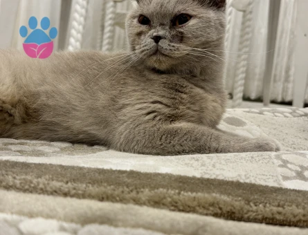 1 Yaşında Dişi Scottish Fold