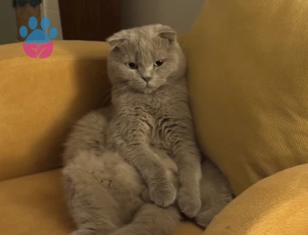 2 yaşındaki fold oğluma eş arıyorum