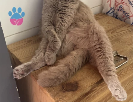 2 yaşındaki fold oğluma eş arıyorum