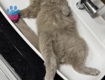 2 yaşındaki fold oğluma eş arıyorum