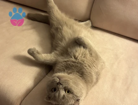 2 yaşındaki fold oğluma eş arıyorum