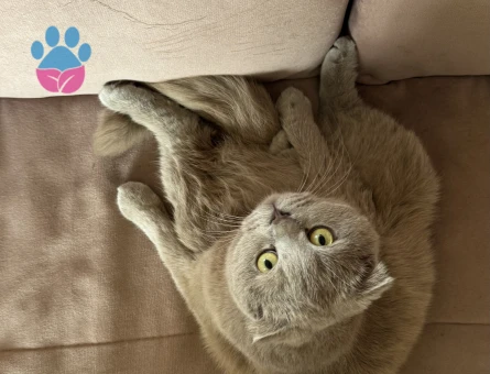 2 yaşındaki fold oğluma eş arıyorum