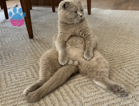 2 yaşındaki fold oğluma eş arıyorum