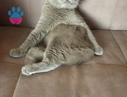 2 yaşındaki fold oğluma eş arıyorum